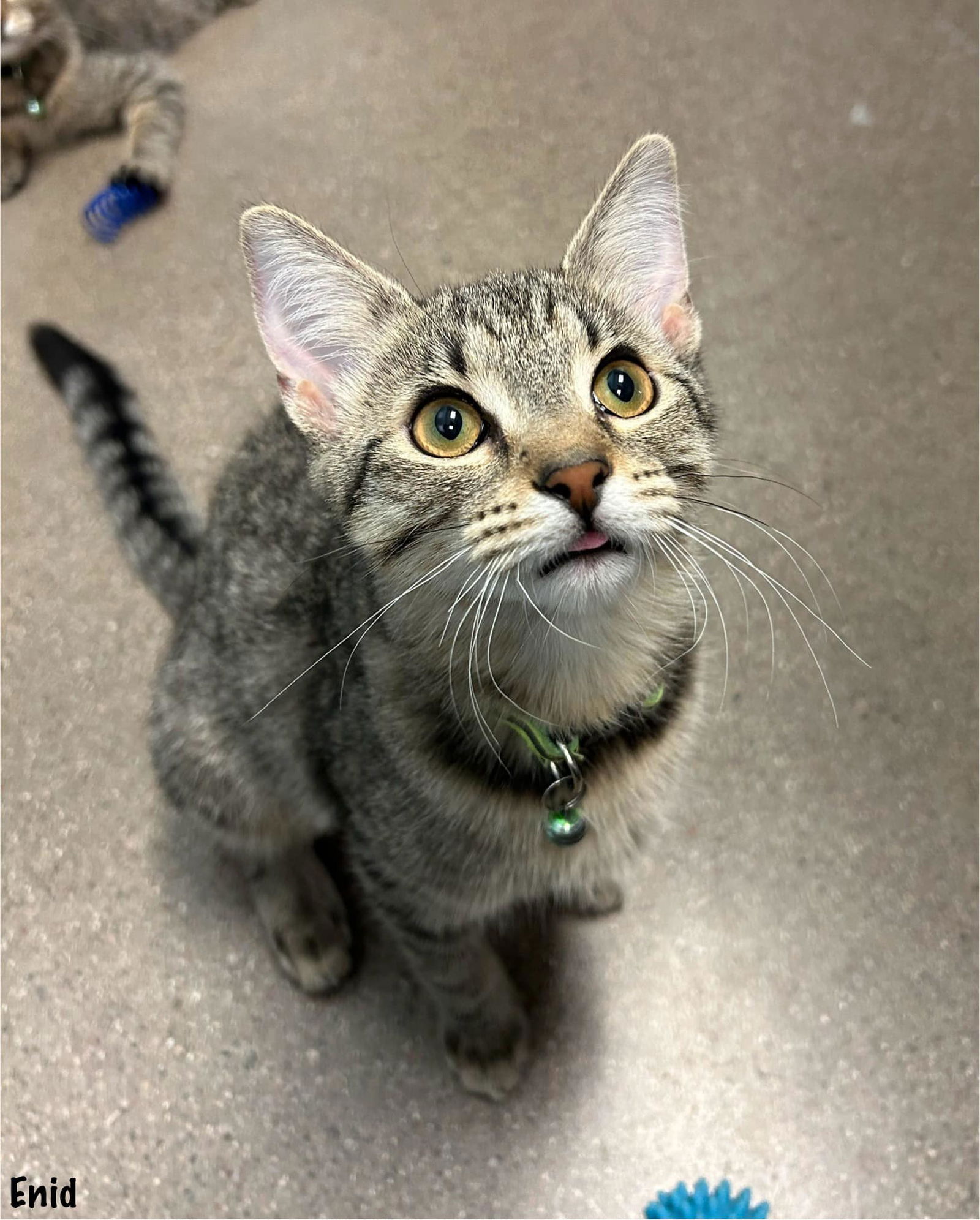 adoptable Cat in Litchfield Park, AZ named Enid