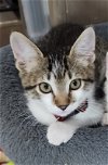 adoptable Cat in scottsdale, AZ named Gwen