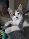 adoptable Cat in scottsdale, AZ named Arnold