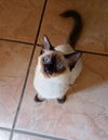 adoptable Cat in Litchfield Park, AZ named Lotus