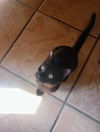 adoptable Cat in Litchfield Park, AZ named Licorice