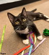 adoptable Cat in Litchfield Park, AZ named Pepper