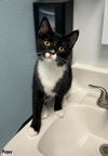 adoptable Cat in Litchfield Park, AZ named Poppy