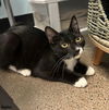 adoptable Cat in Litchfield Park, AZ named Hunter