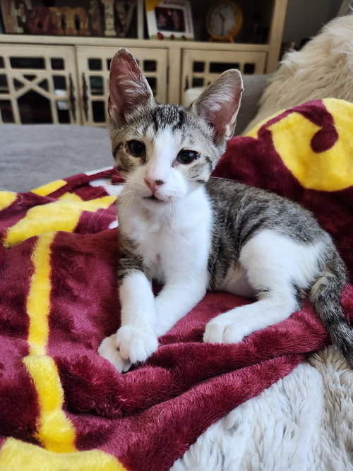 TACO (STICKY PANTS) - Domestic Short Hair available for adoption
