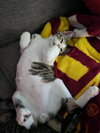 Taco (Sticky Pants) - Photo 7