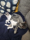 Taco (Sticky Pants) - Photo 10