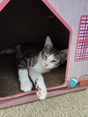 Taco (Sticky Pants) - Photo 11