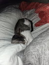 Taco (Sticky Pants) - Photo 12