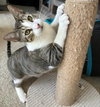 Taco (Sticky Pants) - Photo 16