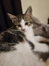 adoptable Cat in Litchfield Park, AZ named Paris