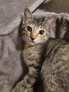 adoptable Cat in Litchfield Park, AZ named Sissy