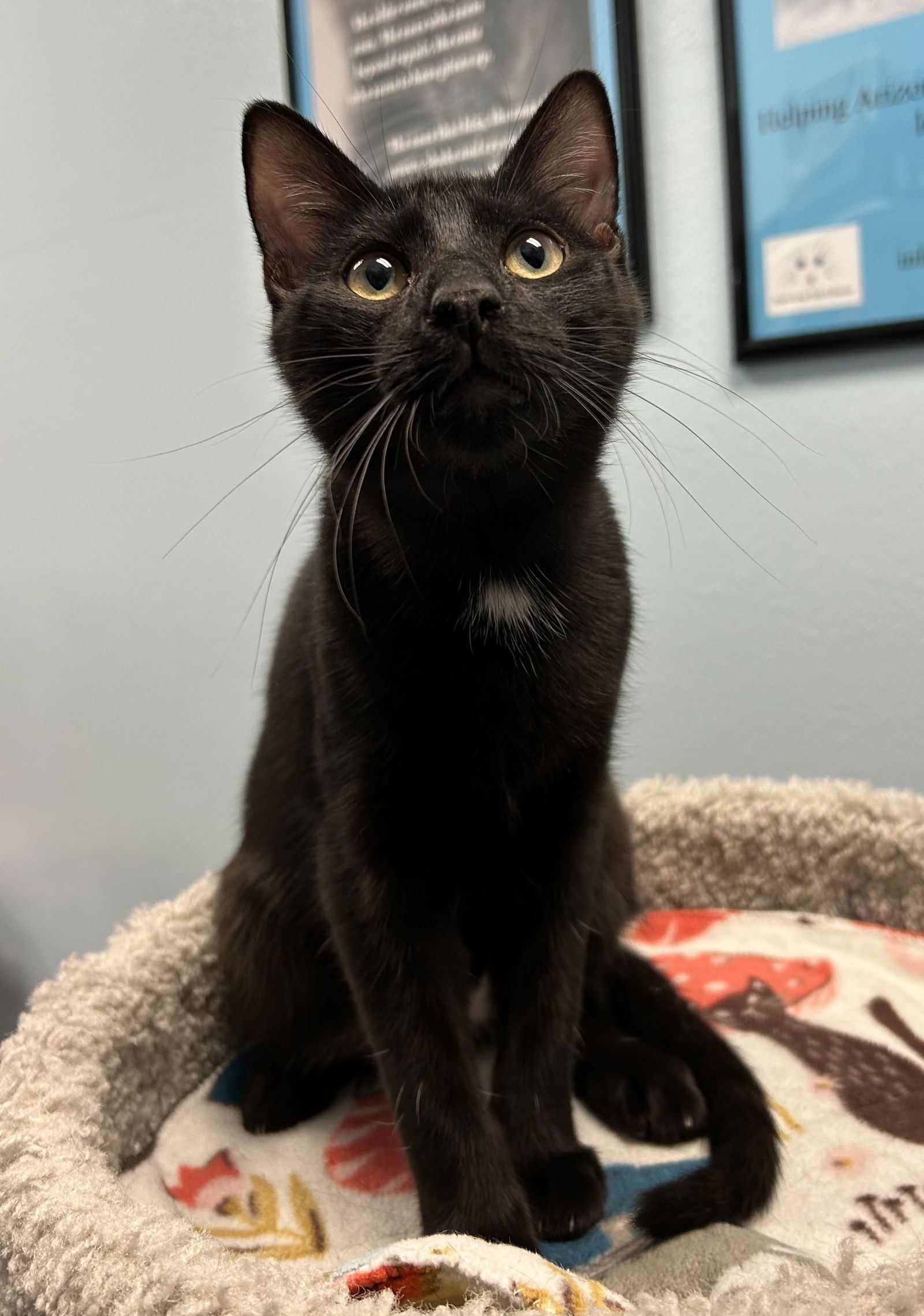 adoptable Cat in Litchfield Park, AZ named Jax