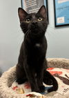 adoptable Cat in , AZ named Jax