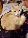 adoptable Cat in Litchfield Park, AZ named Cisco