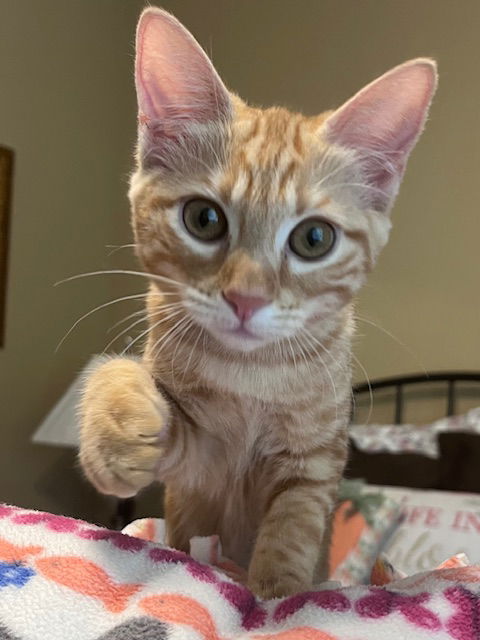 adoptable Cat in Litchfield Park, AZ named Tigger