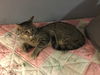 adoptable Cat in Litchfield Park, AZ named Ray