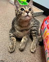 adoptable Cat in Litchfield Park, AZ named Riker