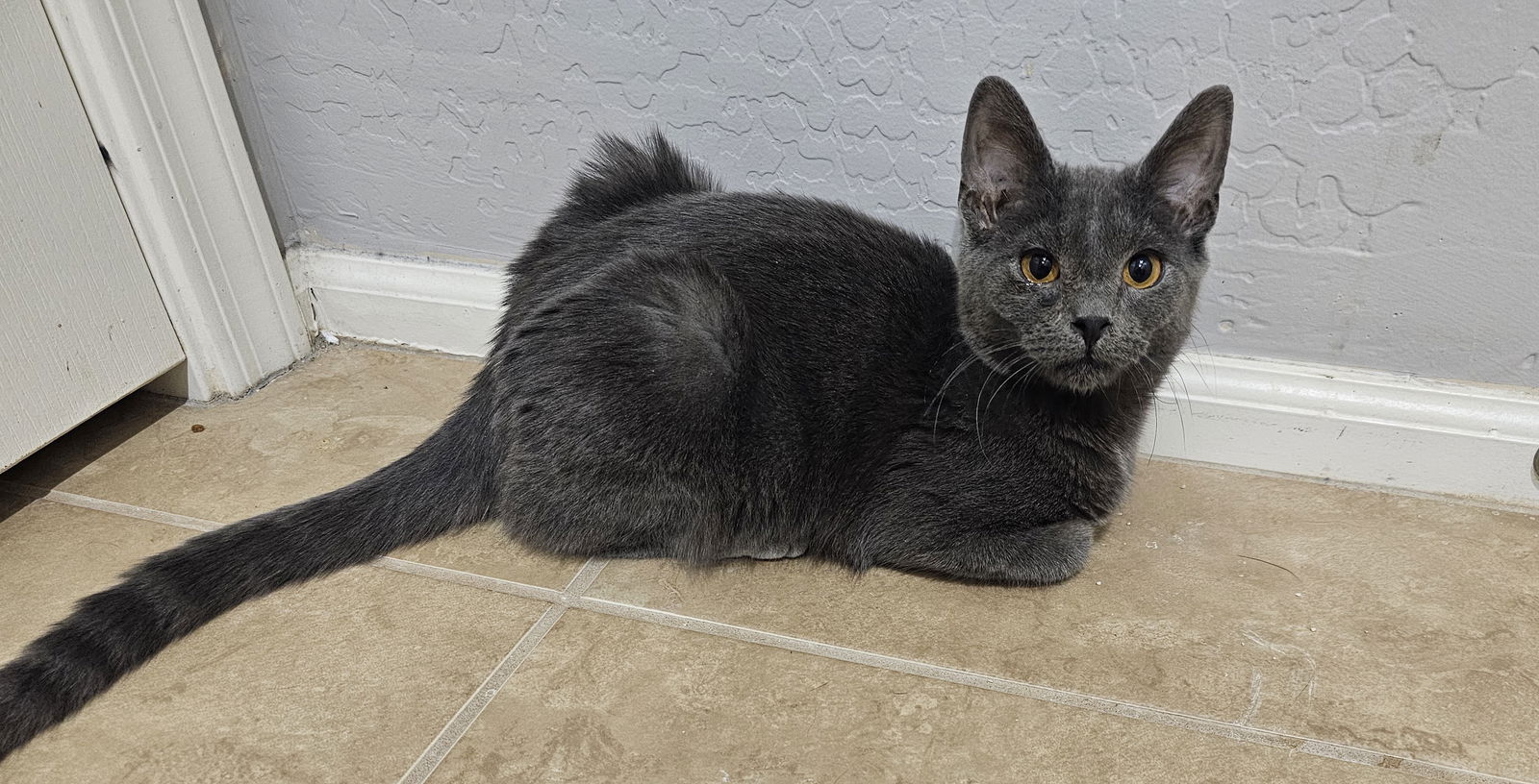 adoptable Cat in Litchfield Park, AZ named Silent Bob