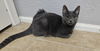 adoptable Cat in Litchfield Park, AZ named Silent Bob