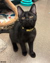 adoptable Cat in Scottsdale, AZ named Kronos