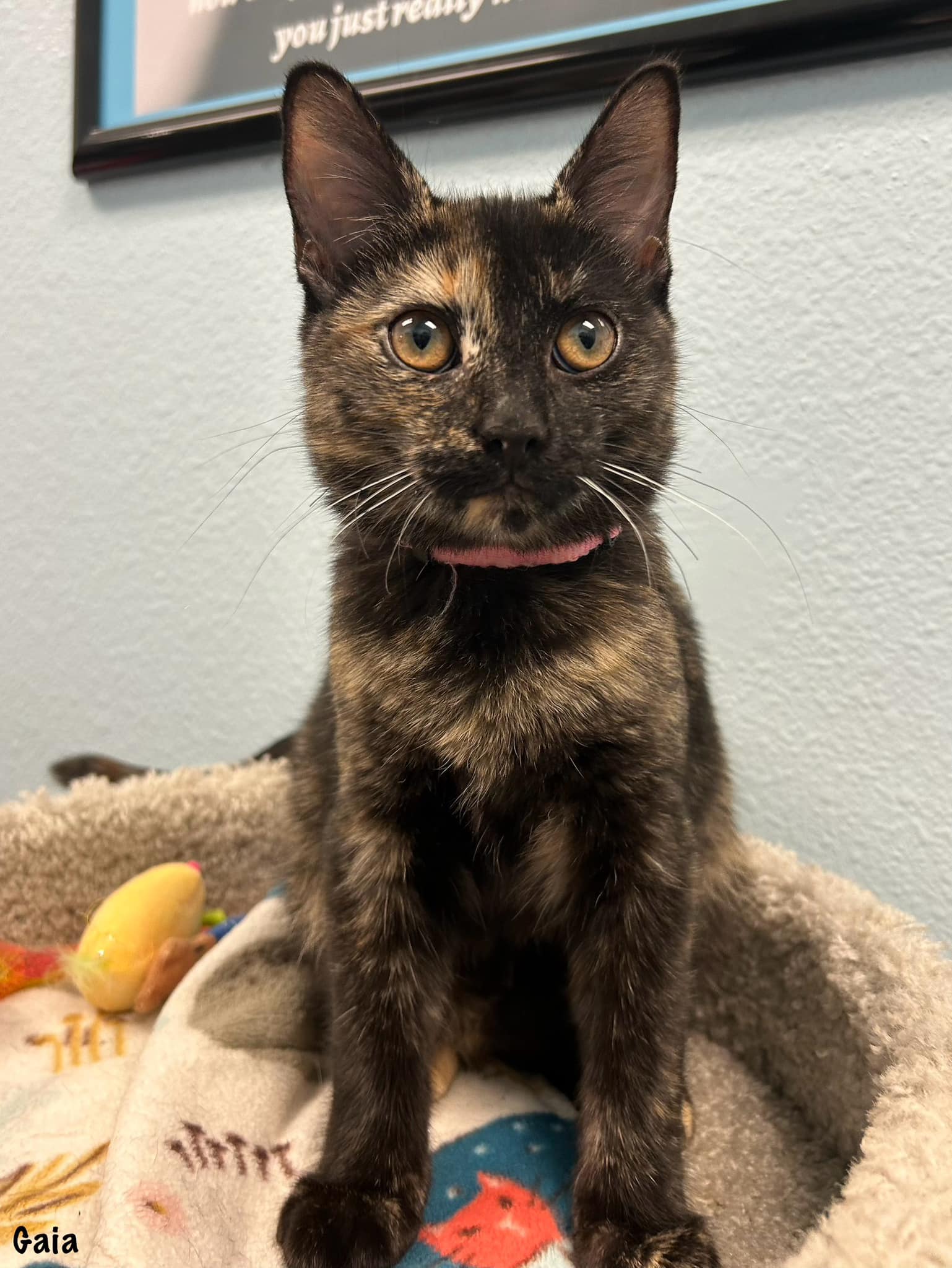 adoptable Cat in Scottsdale, AZ named Gaia