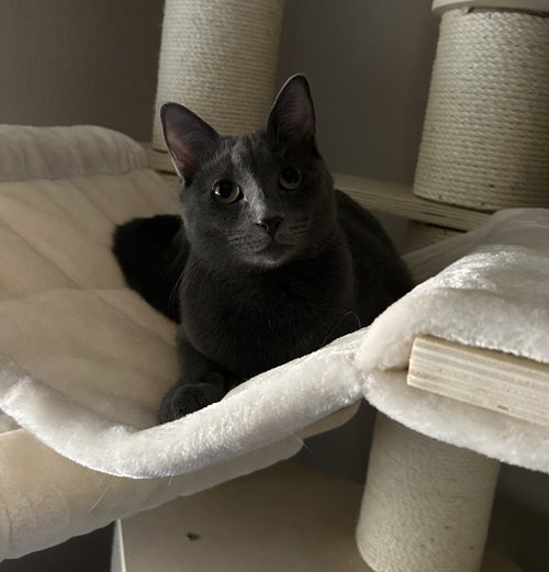 CAYENNE - Domestic Short Hair available for adoption