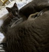 Cayenne - Photo 4