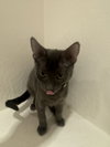 Cayenne - Photo 14