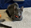 Cayenne - Photo 6