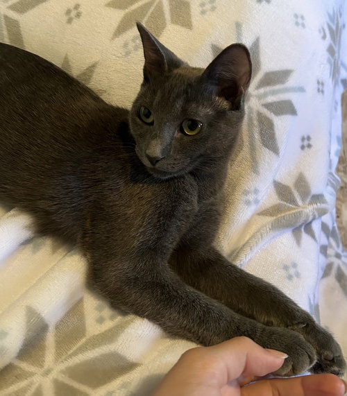 CAYENNE - Domestic Short Hair available for adoption
