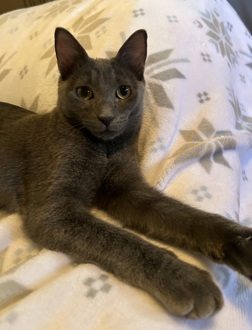 Photo 5 of Cayenne