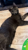 Cayenne - Photo 9