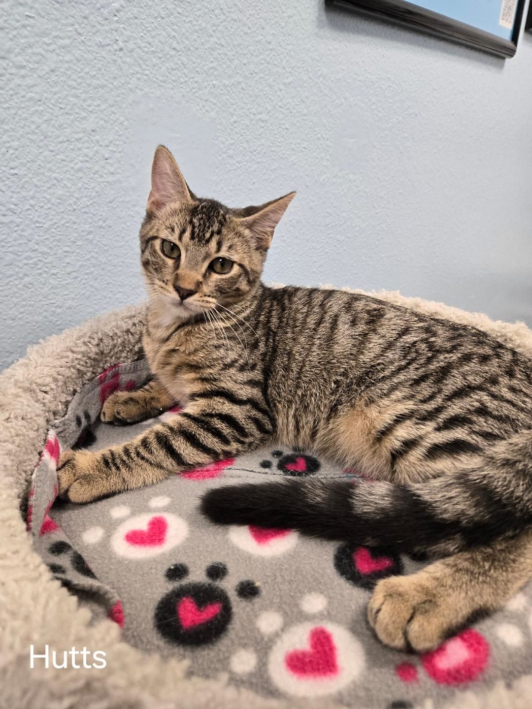 adoptable Cat in Litchfield Park, AZ named Hutts