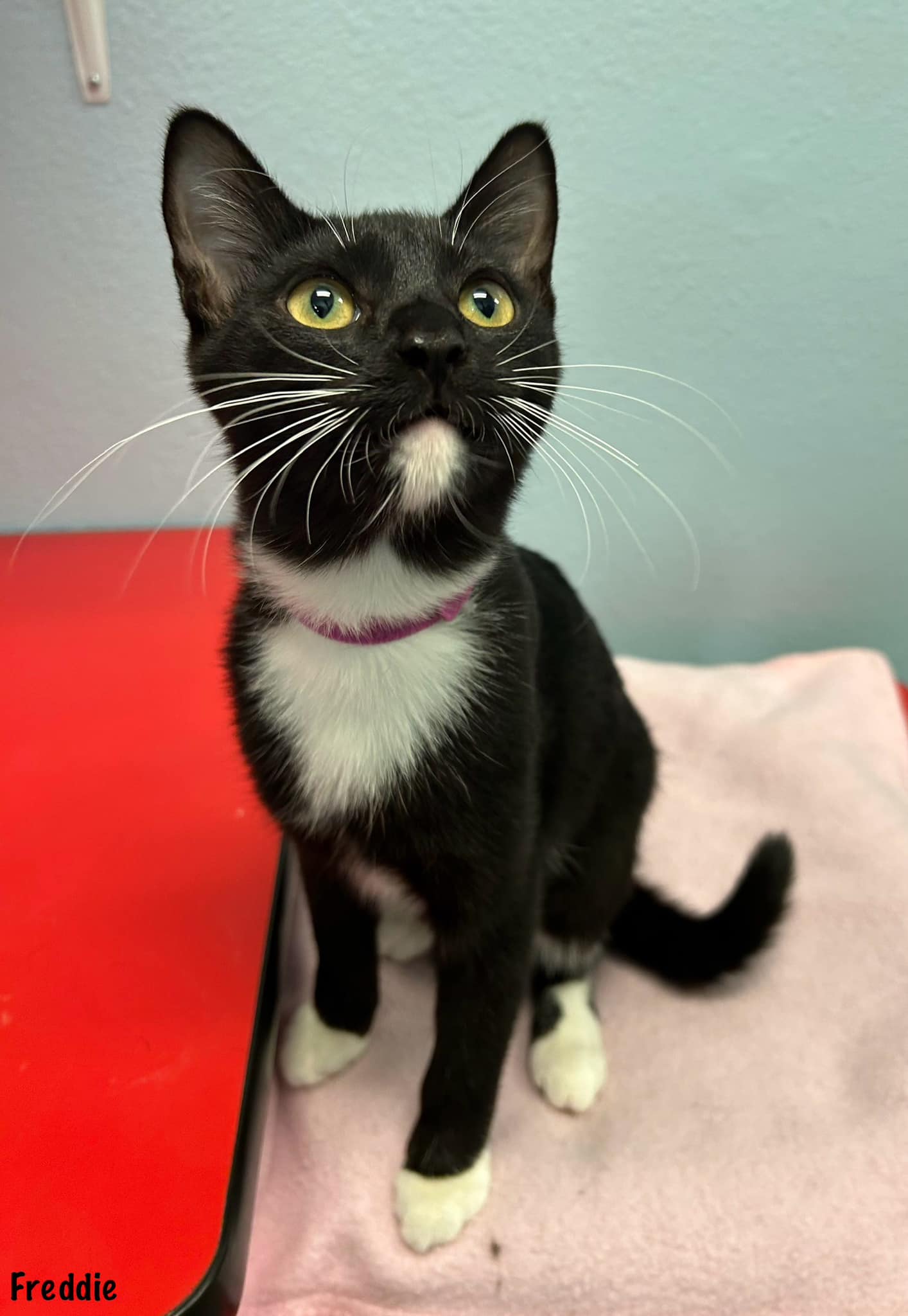 adoptable Cat in Scottsdale, AZ named Freddie