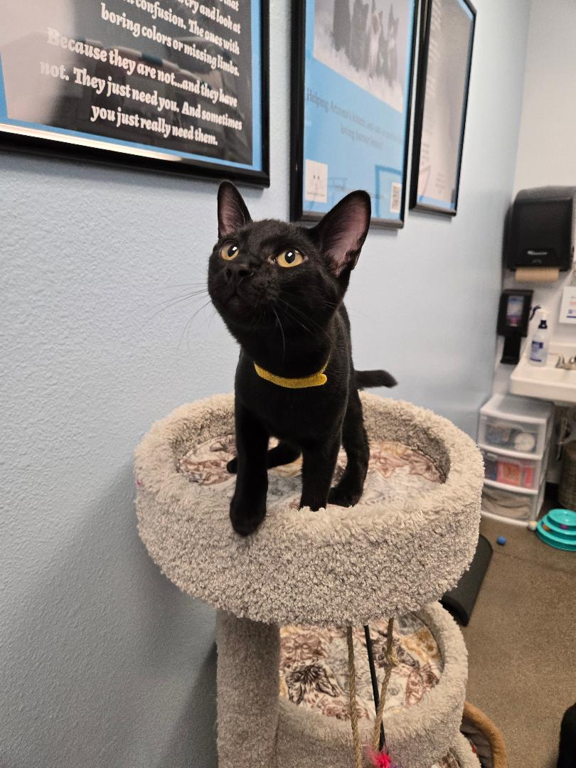 adoptable Cat in Scottsdale, AZ named Zorro