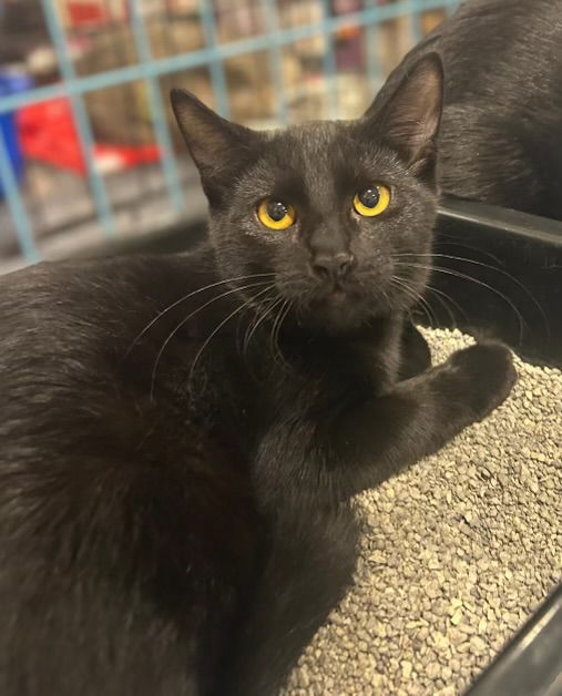 adoptable Cat in Scottsdale, AZ named Cyd