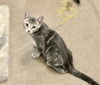 adoptable Cat in Litchfield Park, AZ named Gala