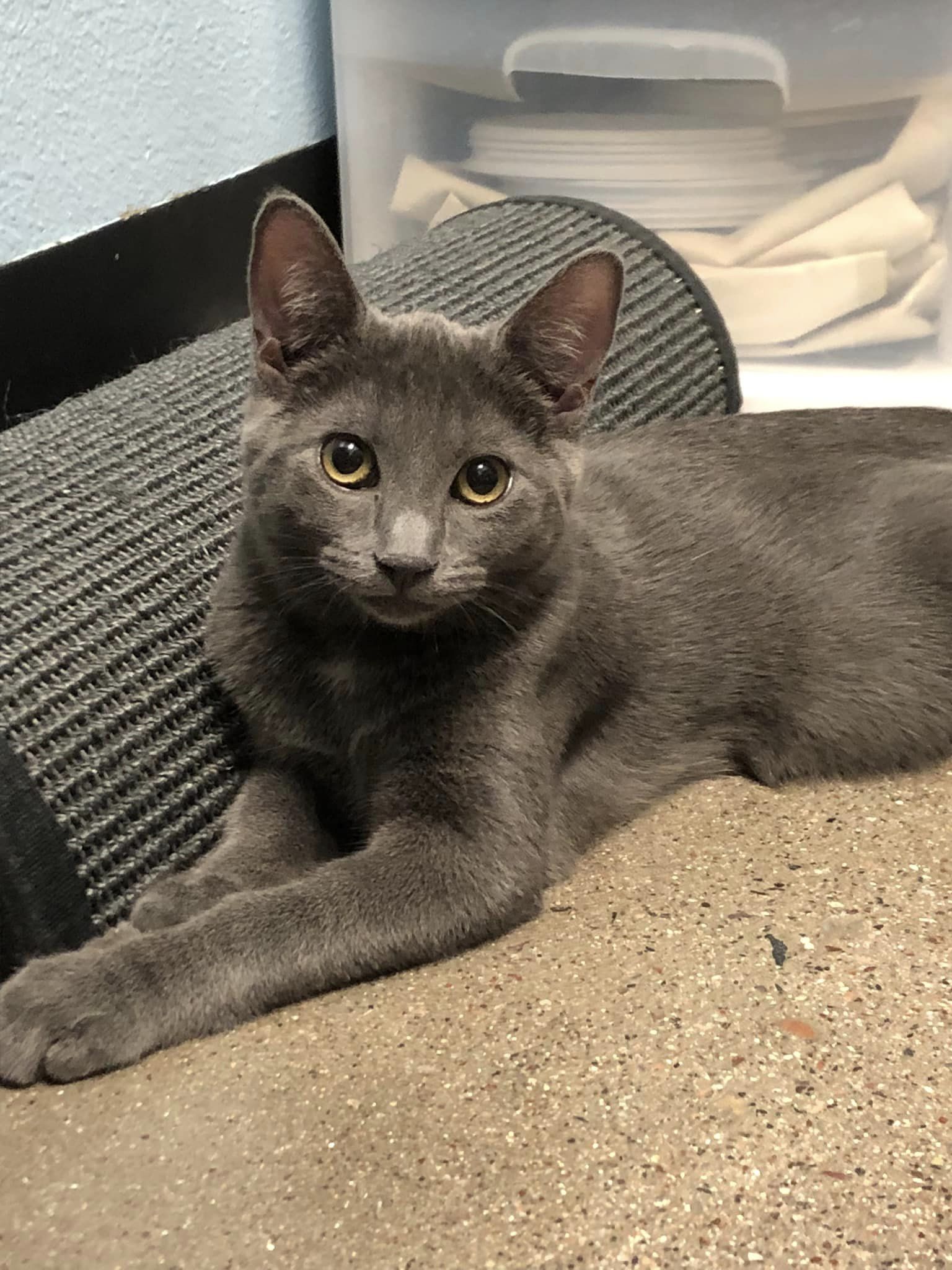 adoptable Cat in Litchfield Park, AZ named Fiesta