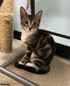 adoptable Cat in Litchfield Park, AZ named Ravenna