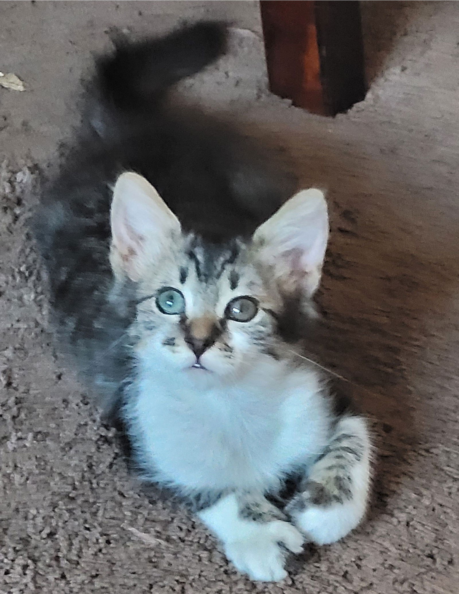 adoptable Cat in Litchfield Park, AZ named Grasshopper