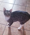 adoptable Cat in , AZ named Loretta Lynn