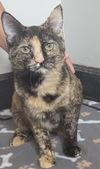 adoptable Cat in , AZ named Maizy