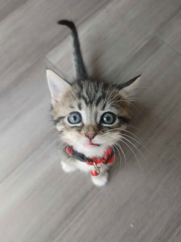 adoptable Cat in Litchfield Park, AZ named Socks