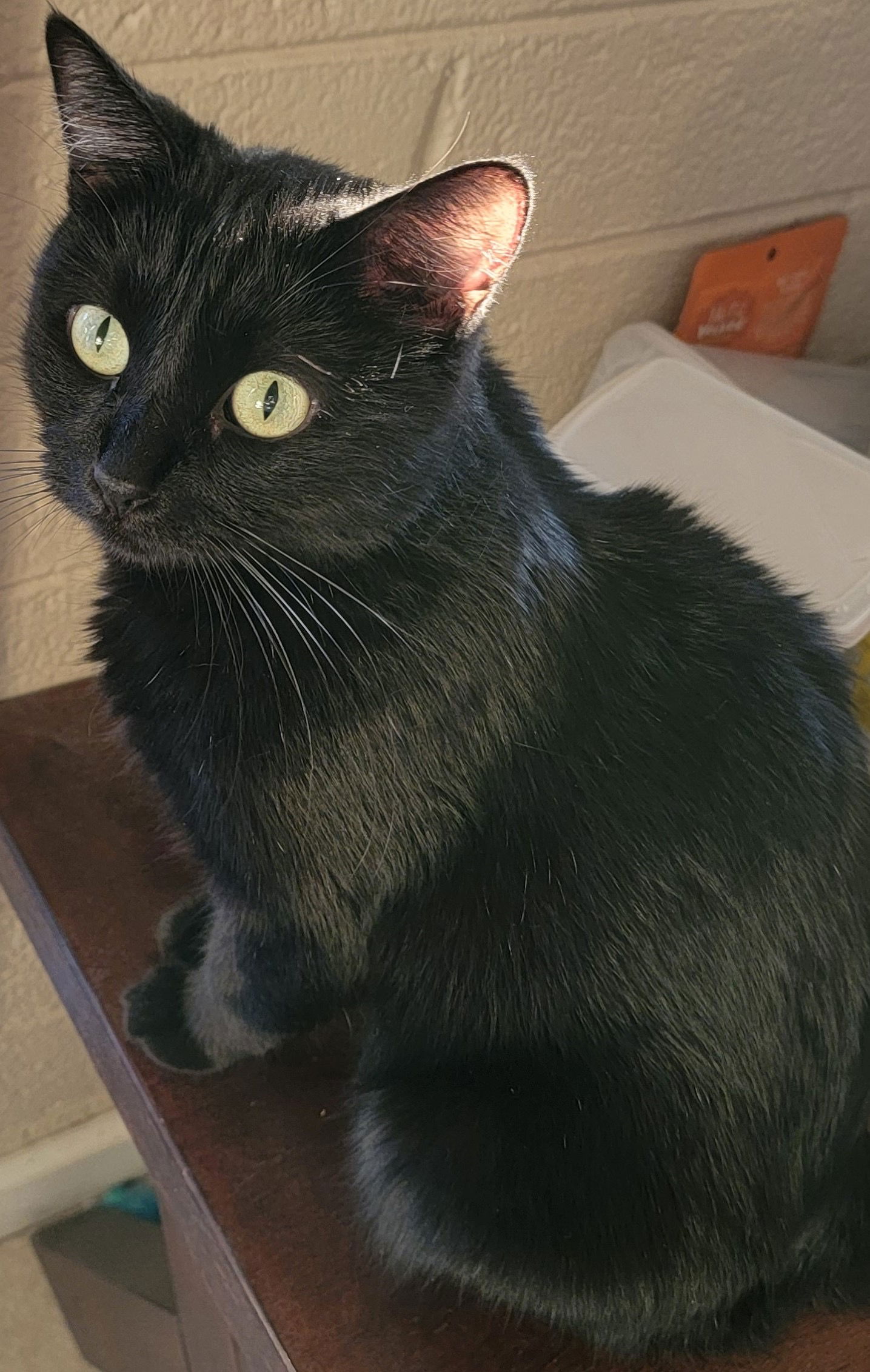 adoptable Cat in Litchfield Park, AZ named Lola