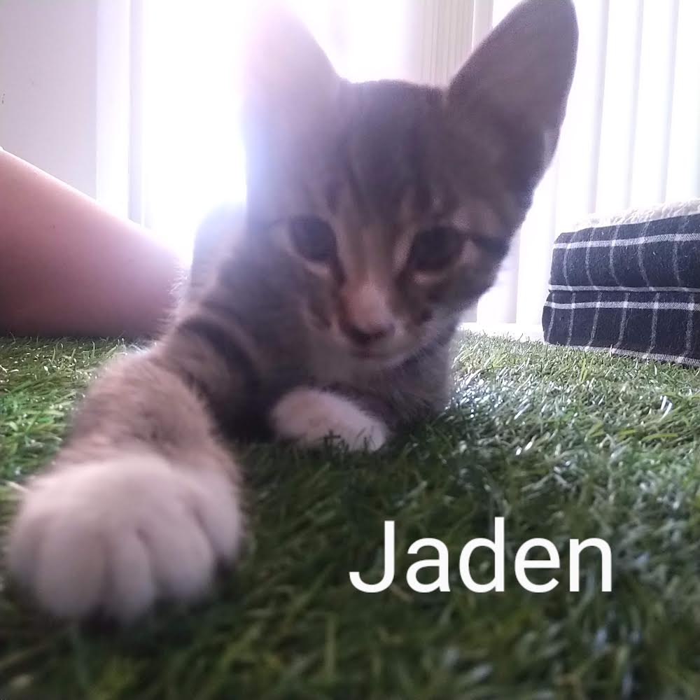 adoptable Cat in Litchfield Park, AZ named Jaden