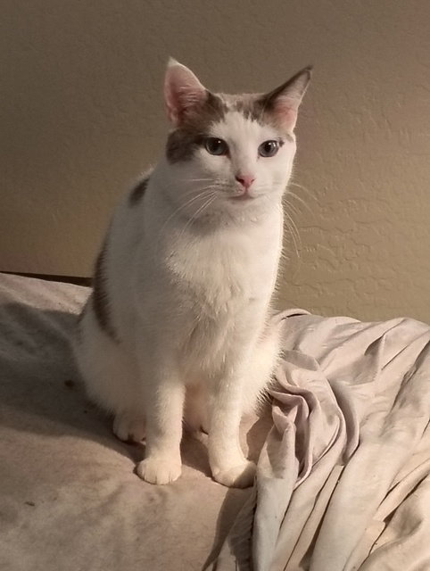 Danke Schön, Young Domestic Short Hair / Siamese (short coat), cat for adoption in Apache Junction, Arizona