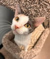 adoptable Cat in litchfield park, AZ named Cupcake