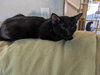 Simon - Photo 3