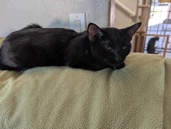 Simon